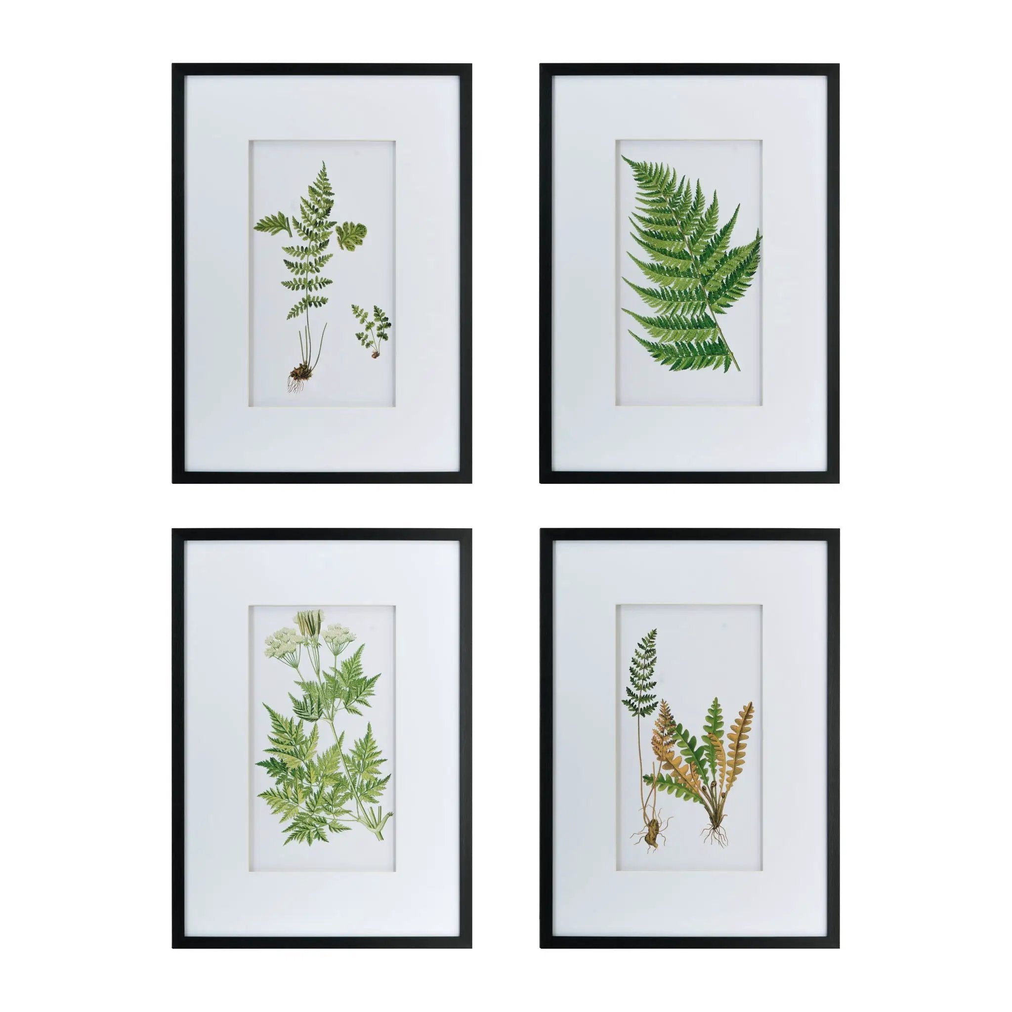 Botanical And Fern Wall Art, Wall Decor For Living Room Dining Room Entryway (Set of 4) - White / Black by Unique Piece Furniture