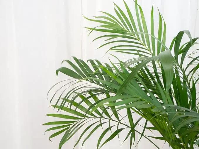 Palm Tree Potting Mix - The Ultimate Soil for Strong and Healthy Palms - Top Choice for Palm Tree Growers [3 Quart Bag] by GreenHaven Gardens