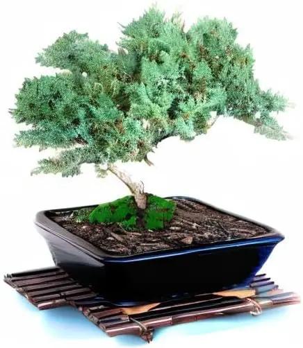 Live Dwarf Juniper Bonsai Tree 15+Years Old | Juniper or Jade Bonsai Tree | Indoor/Outdoor | 100% Handcrafted| Home and Office Décor | Best Gift for Holiday (style4) by GreenHaven Gardens