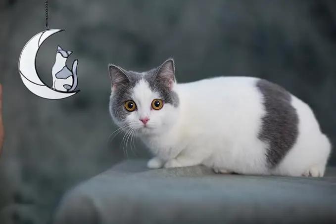 Gray and White Cat Memorial Gifts Loss of Cat British Shorthair Stained Glass Cat Suncatcher Cat Died Sympathy Gifts for Cat Lovers Cat Loss Sympathy Gift by GreenHaven Gardens