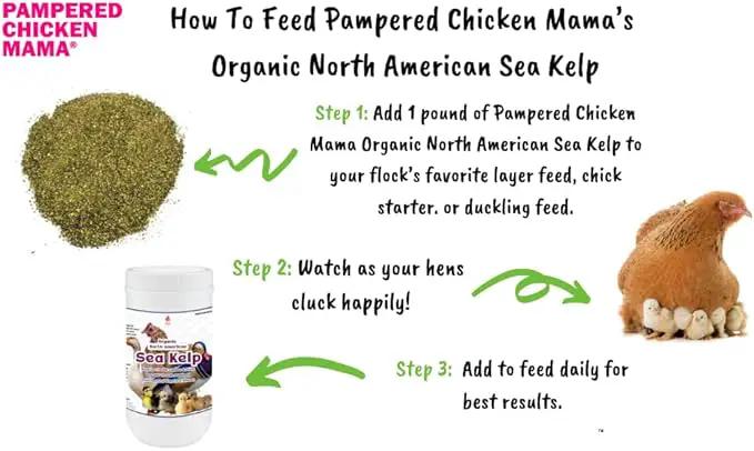 Organic Kelp for Chickens & Duck Feed (1 Pound): Chicken Vitamins | Chicken Supplements | Vitamins for Chickens | Pampered Chicken Mama by GreenHaven Gardens