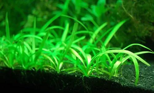 8 x Dwarf Sagittaria Subulata - Easy Live Aquarium Plants Java Moss Fern by GreenHaven Gardens