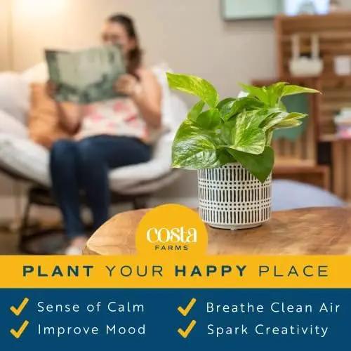 Costa Farms Pothos Live Plants (2-Pack), Easy Care Vining Live Indoor Houseplants, Air Purifier Trailing Plants Potted in Nursery Pots, Potting Soil, Gift for Office and Home Decor, 8-Inches Tall by GreenHaven Gardens