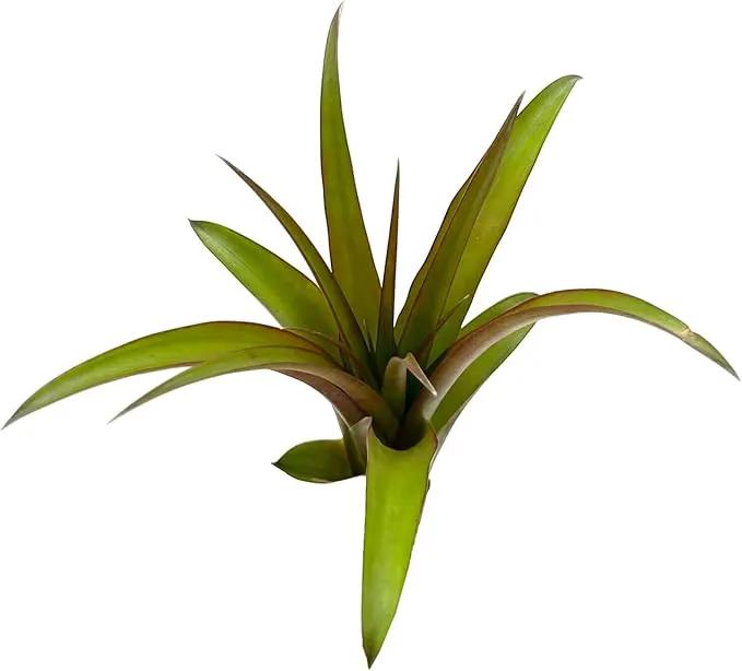 Air Plants - Tillandsia Red Capitata, Large 5-7” - 1ct - Live Arrival Guaranteed - House Plants for Home Decor & Gift by GreenHaven Gardens