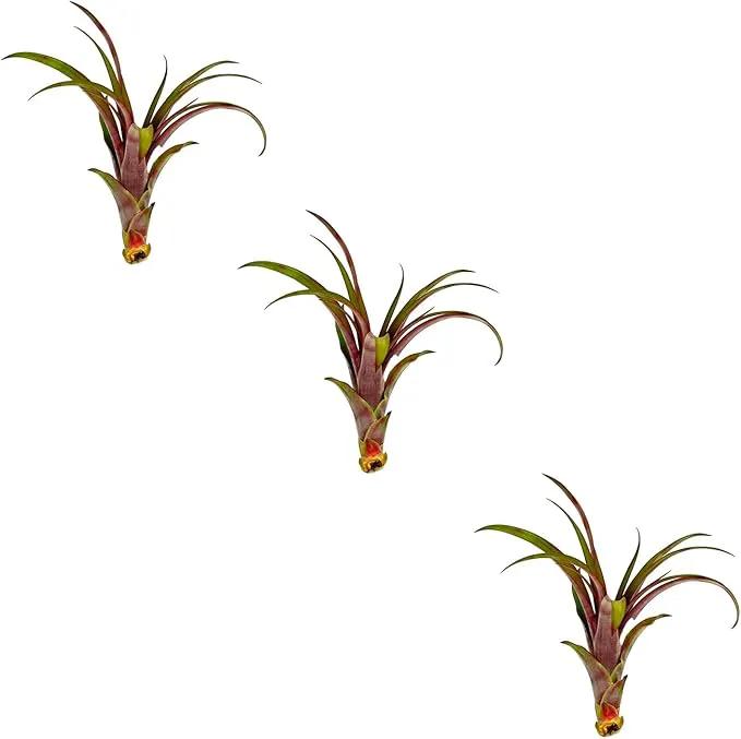 Air Plants - Tillandsia Red Capitata, Large 5-7” - 3 ct - Live Arrival Guaranteed - House Plants for Home Decor & Gift by GreenHaven Gardens