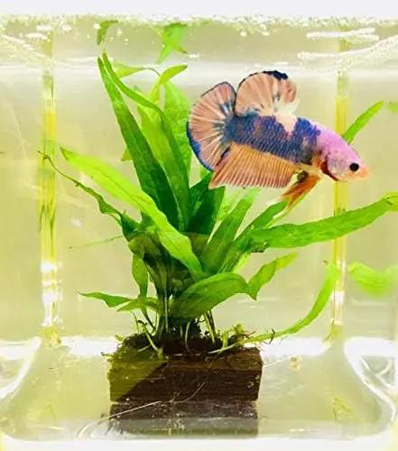 Mainam Java Fern on Driftwood (5-6 Inch) | Microsorum Pteropus Freshwater Easy Low Light Live Aquarium Plant Decorations 3 Days Guarantee by GreenHaven Gardens