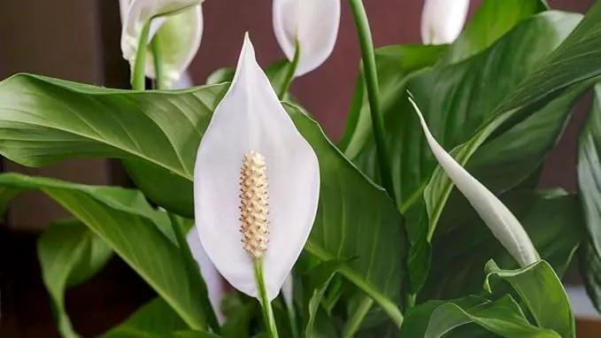 Gardenera's Premium Peace Lily Potting Mix : Hand-Crafted for Optimal Growth and Health - [3-Quart Bag] by GreenHaven Gardens