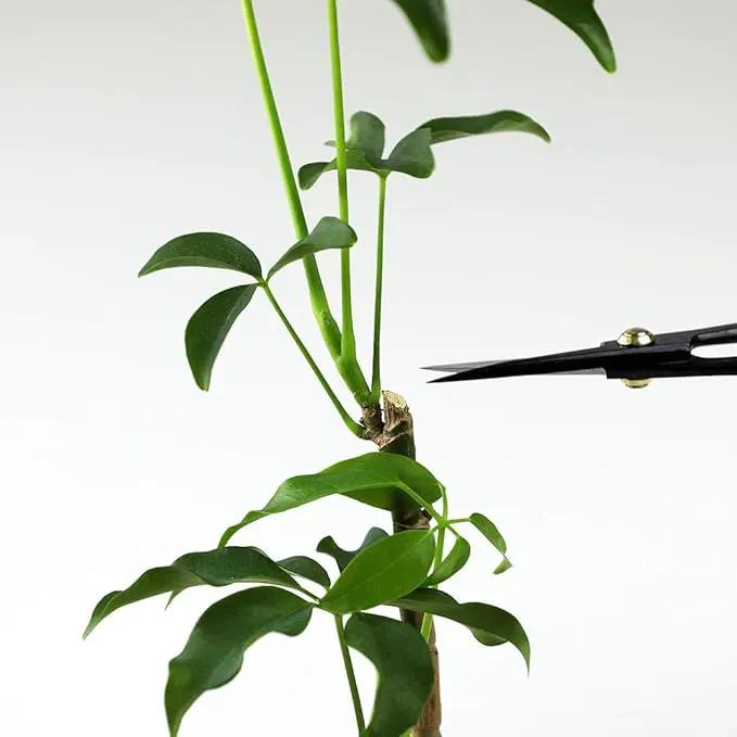 Wazakura Bonsai Scissors MADE IN JAPAN 7inch(180mm), Japanese Bonsai Garden Tools, Hasami Pruning Shears by GreenHaven Gardens