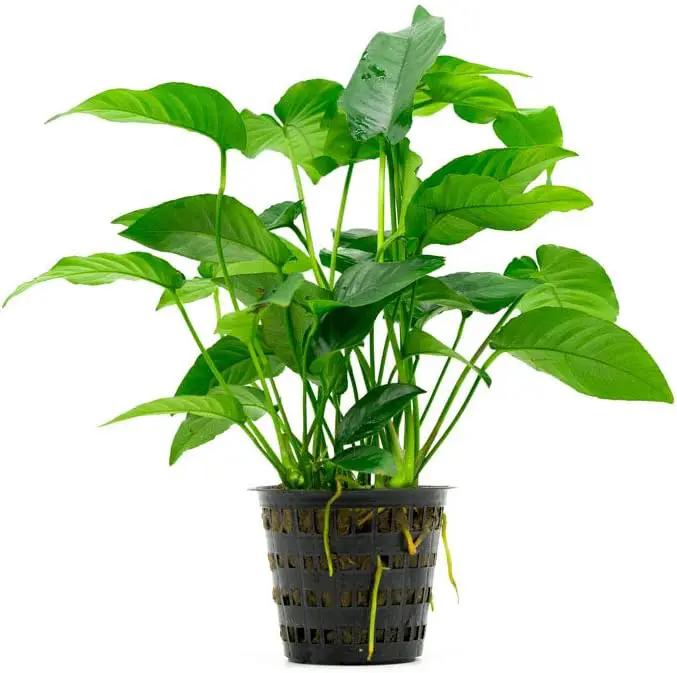Anubias Live Aquarium Plants - Potted Freshwater Plant for Fish Tanks, Terrariums - Beginner Friendly Low Light (Barteri Striped, Mother Plant) by GreenHaven Gardens