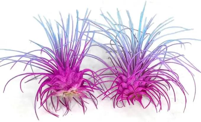 Thin Air Plant, Guatemala Tillandsia Live Airplant, Healthy Arrival Guaranteed, Great Indoor Plant, Home Decor & Gift (2 Rainbow #2) by GreenHaven Gardens