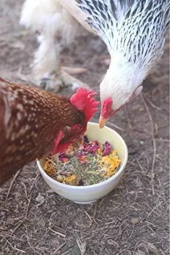 Pampered Chicken Mama Best Eggs Ever! Nesting Herbs for Chickens (10 Ounces) Calcium Supplement for Chickens | Chicken Feed Supplies, Hen Treats for Coops by GreenHaven Gardens