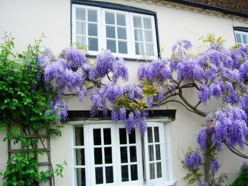 Blue Moon Wisteria Vine - Massive Foot Long Fragrant Flowers - Attract Hummingbirds - 2 - Year Plant by GreenHaven Gardens