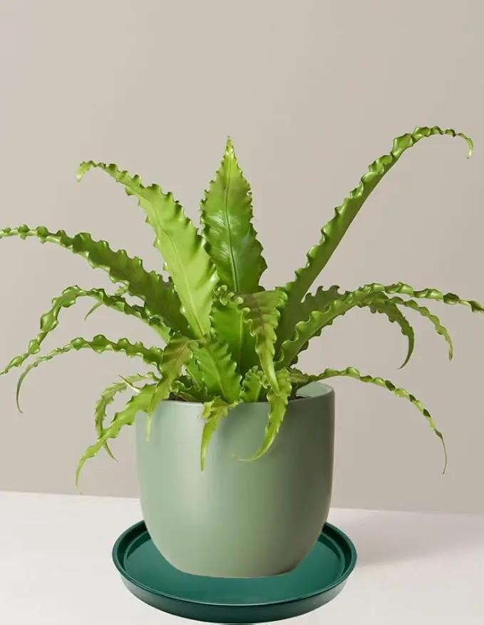 4 Pack Ceramic Plant Saucer Pot Tray 4 Inch, Planter Saucers 4 5 6 7 8 9 10 11 12 13 Inch for Indoors Outdoor, Durable Sturdy Flower Drainage drip Water Tray for Glazed Pots Base (4.7 Inch-Green) by GreenHaven Gardens