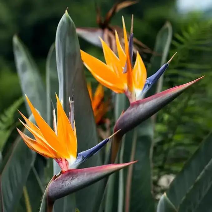 Bird of Paradise - Orange - Strelitzia Reginae. (2 Orange BoP in Cup) by GreenHaven Gardens