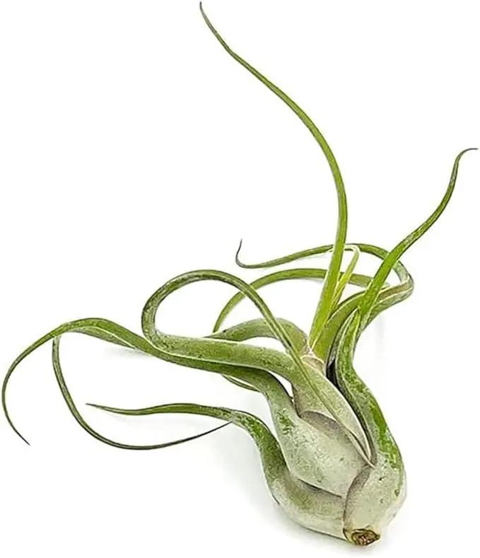 Air Plants - Flowering Tillandsia Caput Medusae, Large 5-7" - 1ct - Live Arrival Guaranteed - House Plants for Home Decor & Gift by GreenHaven Gardens