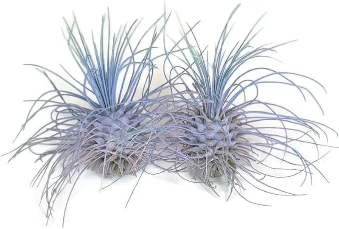 Thin Air Plant, Guatemala Tillandsia Live Airplant, Healthy Arrival Guaranteed, Great Indoor Plant, Home Decor & Gift (2 Rainbow #4) by GreenHaven Gardens