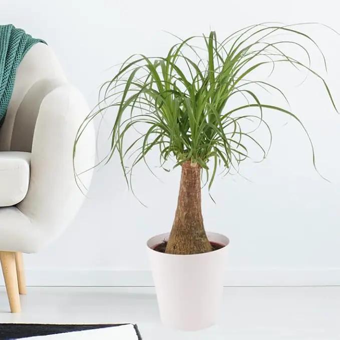 Elevate Your Nolina Garden with Gardenera's Organic Potting Mix - Tailored for Thriving Nolina Plants and Unique Structure - 2 Quart by GreenHaven Gardens