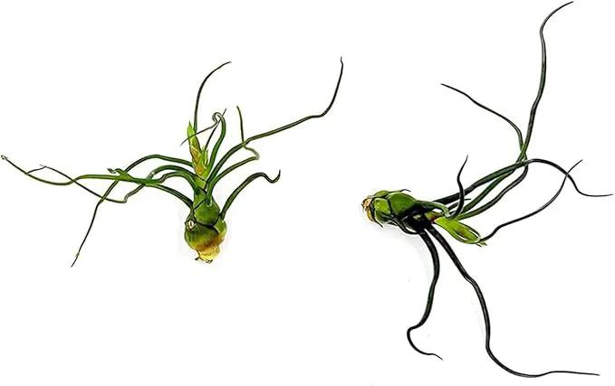 Air Plants - Flowering Tillandsia Bulbosa Guatemala, Large 3-5" - 2ct - Live Arrival Guaranteed - House Plants for Home Decor & Gift by GreenHaven Gardens