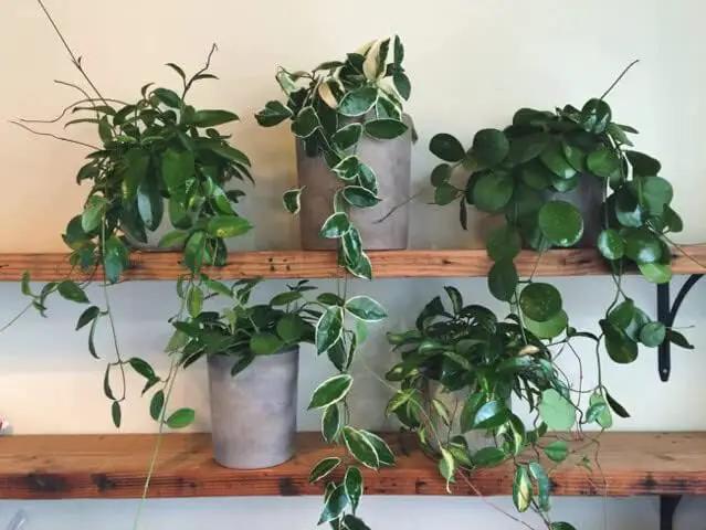 Hoya Plant Premium Potting Mix - 5 Quart - Optimal Balance for Thriving Hoyas: Air, Moisture, and Nutrient Retention by GreenHaven Gardens