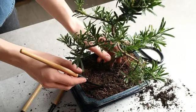 Premium Bonsai Soil Potting Mix by Gardenera - Enhance Root Development and Ensure Bonsai Success - 2 Quart by GreenHaven Gardens