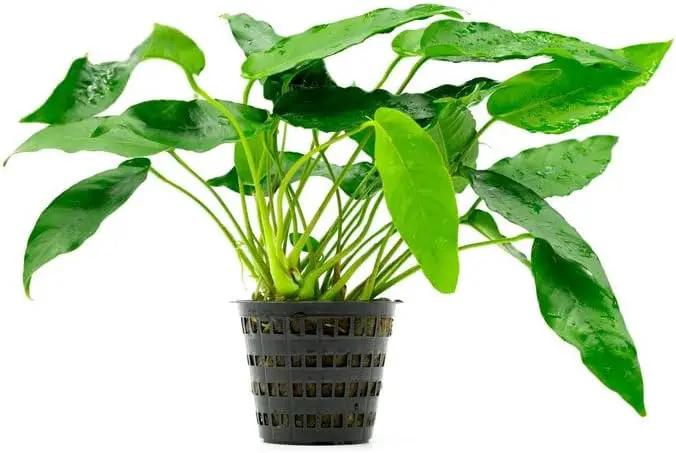 Anubias Live Aquarium Plants - Potted Freshwater Plant for Fish Tanks, Terrariums - Beginner Friendly Low Light (Short and Sharp, Mother Plant) by GreenHaven Gardens