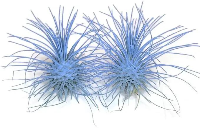 Thin Air Plant, Guatemala Tillandsia Live Airplant, Healthy Arrival Guaranteed, Great Indoor Plant, Home Decor & Gift (2 Light Blue) by GreenHaven Gardens