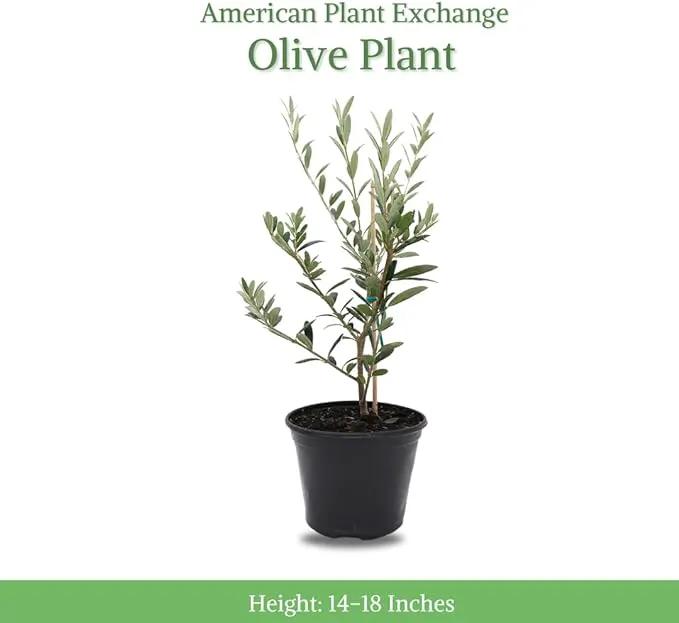 American Plant Exchange Live Arbequina Olive Tree, Fruit Bearing, Plant Pot for Home and Garden Decor, 5-Inch Pot, 1.5 Ft Tall by GreenHaven Gardens