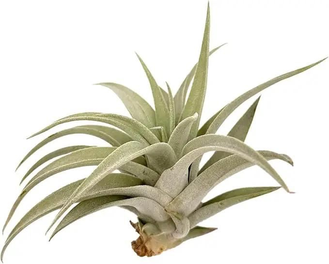 Air Plants - Flowering Tillandsia Harrisii, Large 3-5" - 1ct - Live Arrival Guaranteed - House Plants for Home Decor & Gift by GreenHaven Gardens