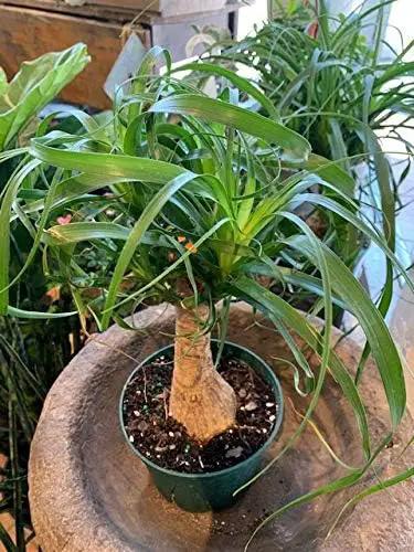 Ponytail Palm - 5 Live Plants in 6 Inch Growers Pots - Beaucarnea Recurvata - Beautiful Clean Air Indoor Succulent Houseplant by GreenHaven Gardens