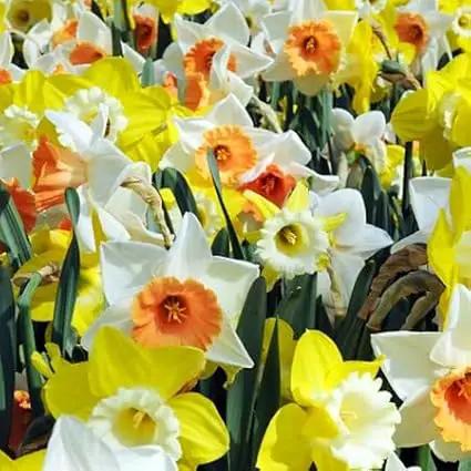 100 Narcissus Daffodil Mix Flower Bulb Box with Easy Carry Handle - White & Yellow Colors - Weeks of Easy to Grow Flowers - Plant in Gardens, Containers & Flowerbeds - Planting Instructions Included by GreenHaven Gardens