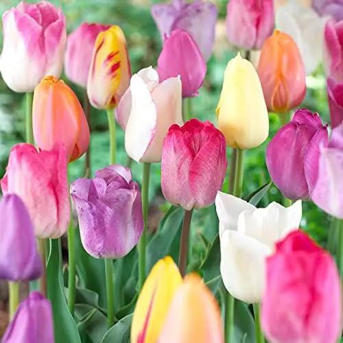 Mixed Pastel Tulips - 30 Perennial Tulip Bulbs, Jumbo Pack by GreenHaven Gardens