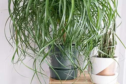 Ponytail Palm - 5 Live Plants in 6 Inch Growers Pots - Beaucarnea Recurvata - Beautiful Clean Air Indoor Succulent Houseplant by GreenHaven Gardens