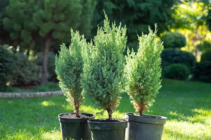 Premium Juniper Potting Soil Mix - Perfect Balance of Nutrients, Drainage, and Aeration for Healthy Juniper Trees - 1 Quart by GreenHaven Gardens