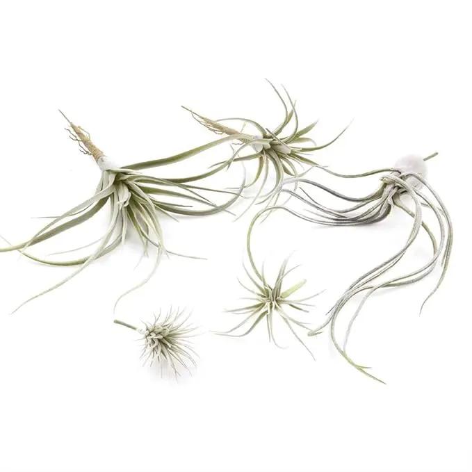CHIVE Artificial Air Plants — Bulk Set of 5, Large — Ultra Realistic Fake Tillandsia Bromeliad Plants — Decorative Faux Succulents for Home & Office Decor — No Care Needed! by GreenHaven Gardens