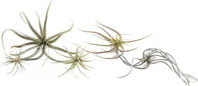 CHIVE Artificial Air Plants — Bulk Set of 5, Medium — Ultra Realistic Fake Tillandsia Bromeliad Plants — Decorative Faux Succulents for Home & Office Decor — No Care Needed! by GreenHaven Gardens