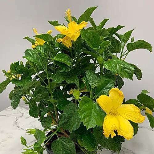 Hibiscus Live Plant - Yellow Hibiscus Bush - Flowering Plants - Yellow Ft. Myers - Overall Height 26" to 28" - (Plant Only)… by GreenHaven Gardens