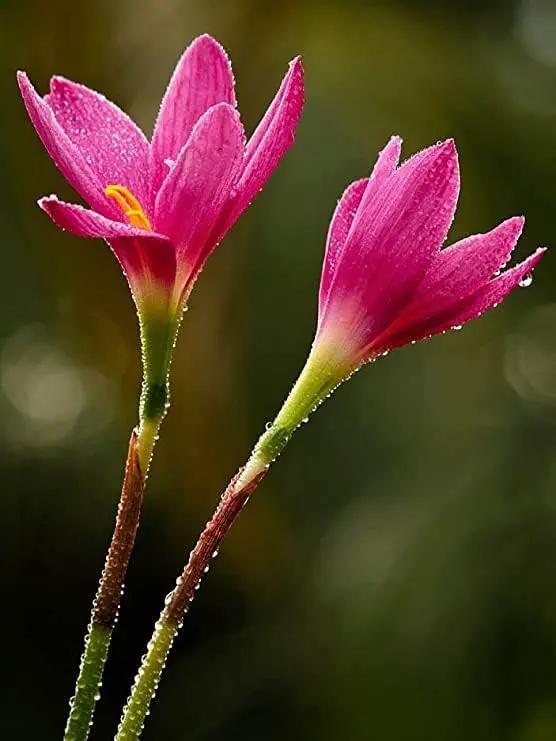 (12) Pink Rain Lily Flower Plants - Zephyranthes Grandiflora Outdoor Flower Bulbs | Beautiful Rain Lily by GreenHaven Gardens