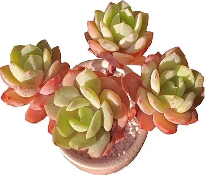 FWPP Live Succulents Plants Echeveria Love Song 3.5 inches,Rare Succulents Bare Root Without Pot Soil, Live Plants Indoor Office Decoration Wedding and Gift by GreenHaven Gardens