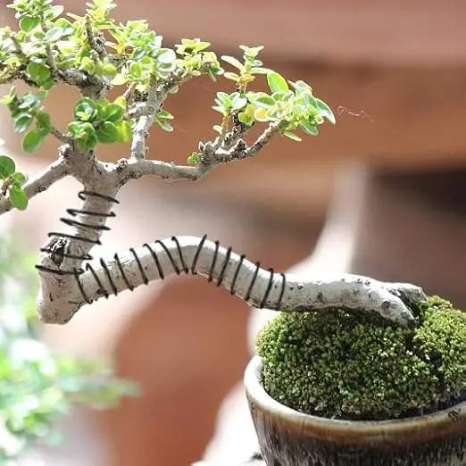 Sanlykate Bonsai Training Wire Kit, 9 Roll Tree Training Wires 295.27 Feet Total, 1.0mm, 1.5mm, 2.0mm Anodized Aluminum Wire Set, Hold Plant Branches Trunks - Black by GreenHaven Gardens