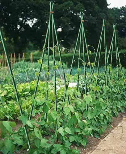 Garden Stakes 3/8" Dia 6 FT FRP Plant Supporting Stakes for Climbing Tomato Cucumber Strawberry Bean Tree, Pack of 10, Dark Green by GreenHaven Gardens