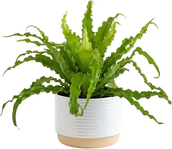 Costa Farms Bird's Nest Fern Plant, Easy Care Live Indoor Houseplant in Modern Decor Planter, Potted in Soil Potting Mix, Outdoor Garden Gift, Beautiful Home Décor, Housewarming Gift, 15-Inches Tall by GreenHaven Gardens