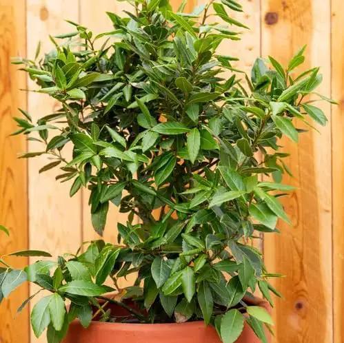 Mediterranean Bay Leaf, Bay Laurel Live Plant. Standard Variety - Laurus Nobilis. Live Plant. Fragrant, Fresh, Edible. Best for Ground Planting Outdoor. (4 Bay Laurel Plants in Sac) by GreenHaven Gardens