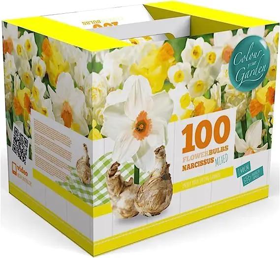 100 Narcissus Daffodil Mix Flower Bulb Box with Easy Carry Handle - White & Yellow Colors - Weeks of Easy to Grow Flowers - Plant in Gardens, Containers & Flowerbeds - Planting Instructions Included by GreenHaven Gardens