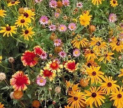 Non GMO Bulk All Perennial Wildflower Seed Mix (1/2 Lb) 188,000 Seeds by GreenHaven Gardens