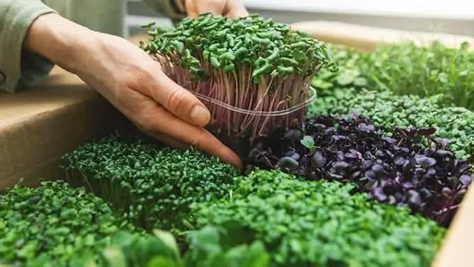 Organic Microgreens Premium Potting Mix by Gardenera - 10 Quart - Sustainably Sourced Ingredients for Eco-Friendly Gardening - (2 Bags of 5QT) by GreenHaven Gardens