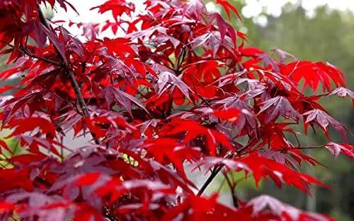 Red Japanese Maple - Live Plant 2-3 feet Tall - Deep Red Leaves by GreenHaven Gardens
