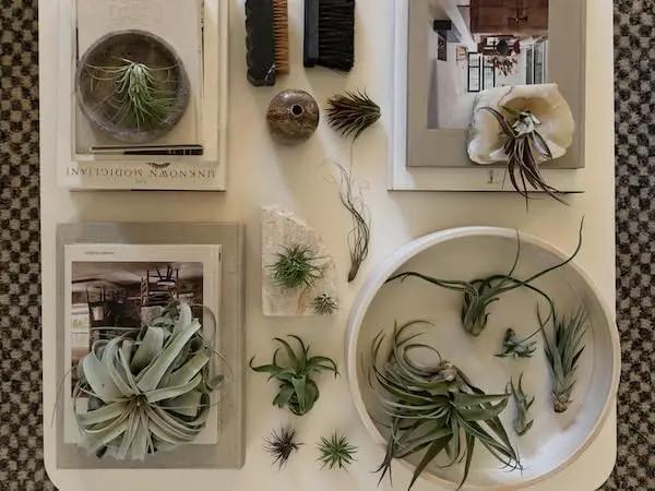 Holiday Hosting Gift Box Giant - 13ct -Tillandsia Air Plant Set - Live Arrival Guaranteed - House Plants for Home Decor & Gift by GreenHaven Gardens