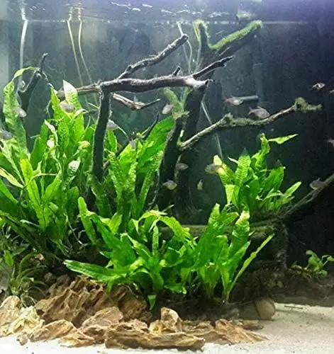 Mainam Java Fern on Driftwood (5-6 Inch) | Microsorum Pteropus Freshwater Easy Low Light Live Aquarium Plant Decorations 3 Days Guarantee by GreenHaven Gardens