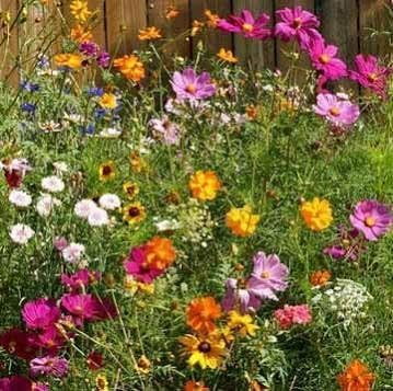 Dirt Goddess Super Seeds ~ Cut Flower Mix Seed (5 Lbs) by GreenHaven Gardens