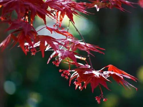 Red Japanese Maple - Live Plant 2-3 feet Tall - Deep Red Leaves by GreenHaven Gardens